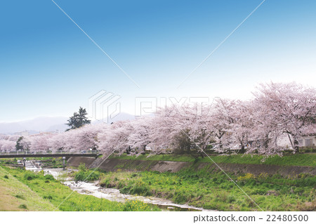 櫻桃樹 22480500