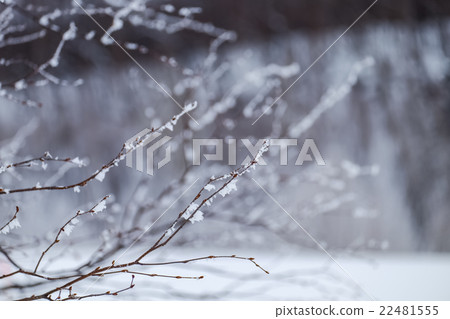 雪國（24） 22481555