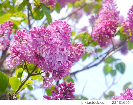 Lilac in full bloom Lilac in full bloom 22481605