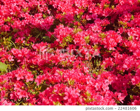 紅杜鵑花 紅杜鵑花 22481606