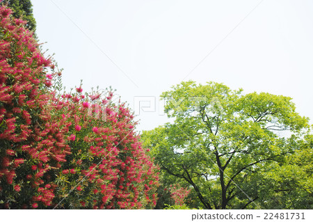 Red flower of brush tree and fresh green of May 22481731