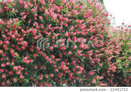 Brush tree red flowers 22481732