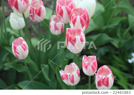 Tulip 22481863