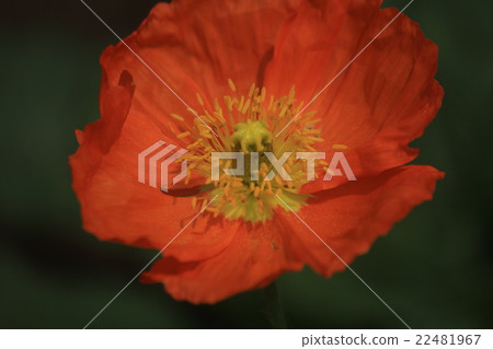 赫必族 赫必族 22481967