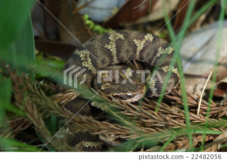 Creatures reptiles on Japanese cedar, Japanese cedar dead leaves. I do not know if I am at my feet unless I take care 22482056