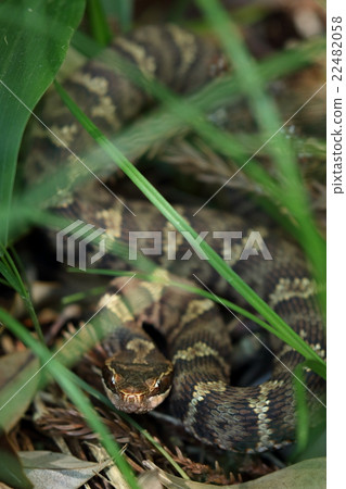 爬行動物爬行動物日本球童，Tsunzun Bibi接近時 22482058