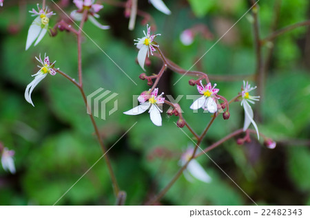 虎耳草 虎耳草 22482343