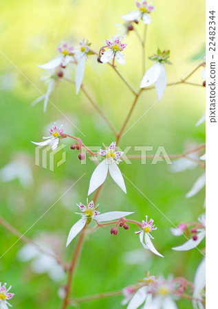 虎耳草 虎耳草 22482344