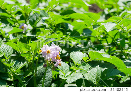 Potato field 22482345