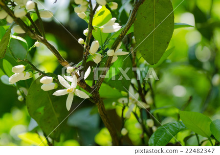 Mandarin flowers Mandarin flowers 22482347