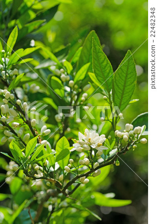 Mandarin flowers 22482348