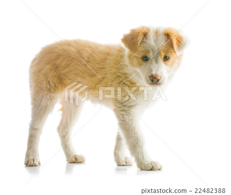 Border Collie puppy 22482388