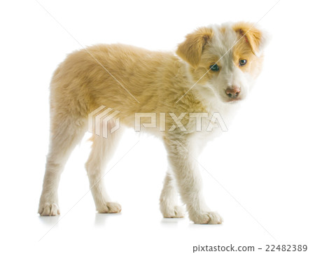 Border Collie puppy Border Collie puppy 22482389