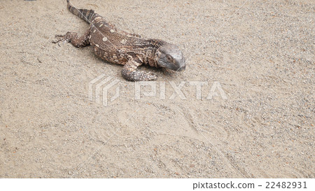 Nodo Giro lizard Nodo Giro lizard 22482931