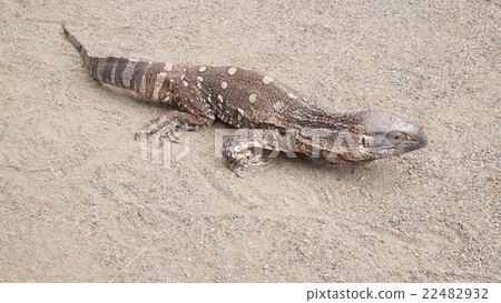 Nodo Giant lizard 22482932