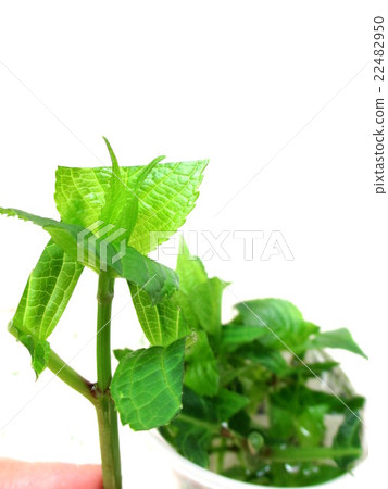 用於切割插條的繡球花 用於切割插條的繡球花 22482950