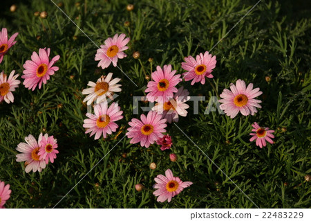 清晨瑪格麗特 22483229