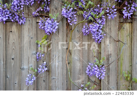 鮮花和牆板 鮮花和牆板 22483330