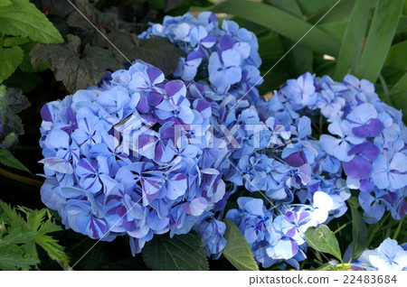 雙色 - 繡球花(藍色和紫色) 雙色 - 繡球花(藍色和紫色) 22483684