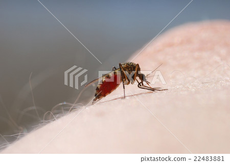Mosquito blood sucking on human skin 22483881