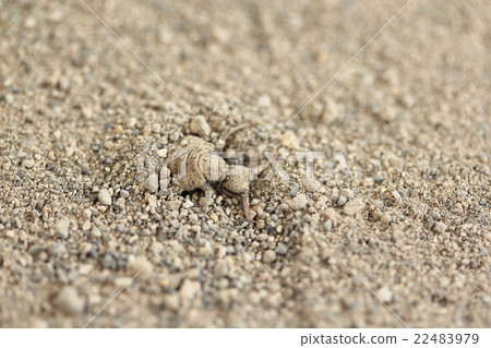 毛蟲幼蟲（Aligicoku） 22483979