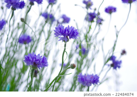 Blue cargo chrysanthemum Blue cargo chrysanthemum 22484074