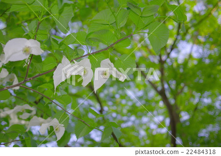 Handkerchief tree 22484318