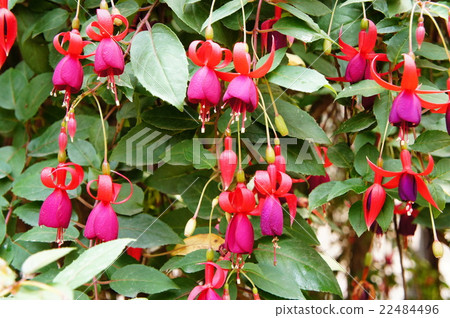 Queen's earrings Andean name Fuchsia Queen's earrings Andean name Fuchsia 22484496