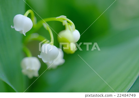 Suzuran flower (close-up) - Stock Photo [22484749] - PIXTA