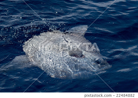 Moonfish outside water while eating jellyfish Moonfish outside water while eating jellyfish 22484882