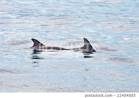 common dolphin fin detail while swimming down 22484885