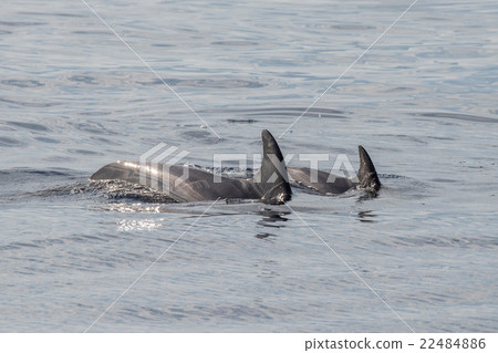 common dolphin fin detail while swimming down 22484886