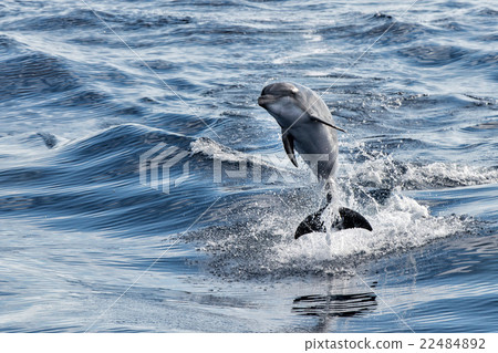 common dolphin jumping outside the ocean 22484892
