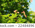 Acer palmatum seeds 22484896