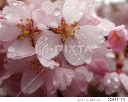 Cherry blossoms in full bloom rain Yoshino, Nara 22485453