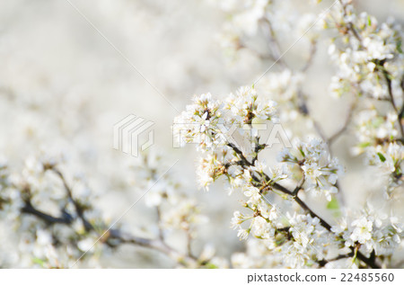 Plum spring flowers 22485560