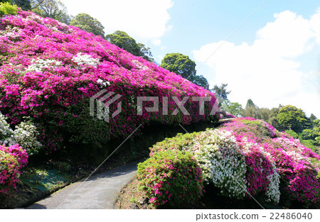 Azalea of Sansei Park 22486040