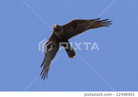 Flight of Chuki Flight of Chuki 22486091