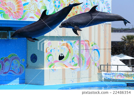 Dolphin Show 22486354