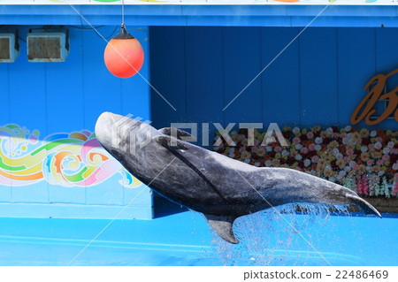 Dolphin Show 22486469