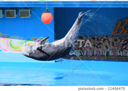 海豚表演 海豚表演 22486470
