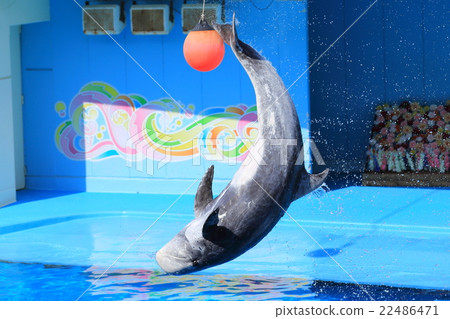 Dolphin Show 22486471