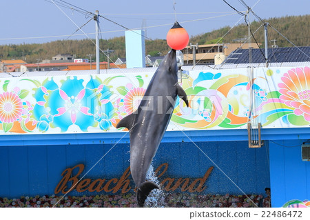Dolphin Show 22486472