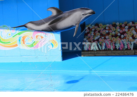 Dolphin Show 22486476