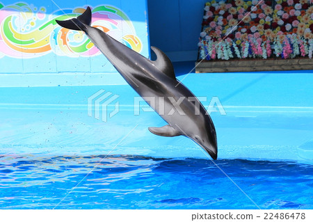 Dolphin Show 22486478