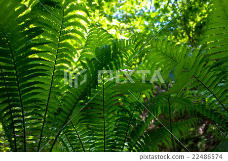 fern plant fern plant 22486574