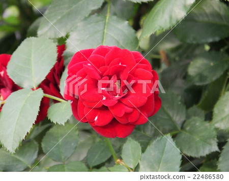 一朵紅玫瑰 22486580