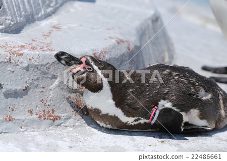 Humboldt Penguin Humboldt Penguin 22486661
