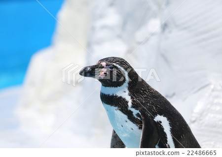 Humboldt Penguin Humboldt Penguin 22486665