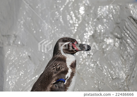 Humboldt Penguin 22486666